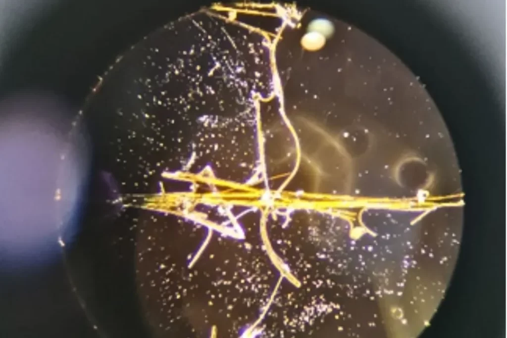 Asbestos Testing Parramatta